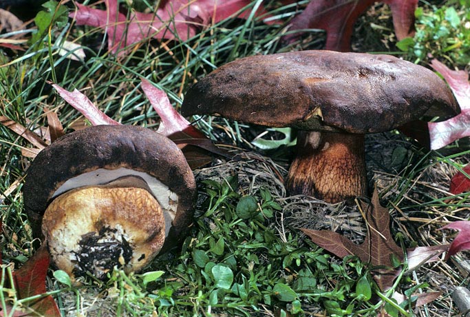 Boletus regineus